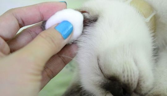  Afla cum se intretine pisica curata