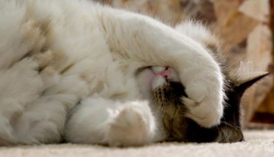 Cum sa tratezi diareea la pisici?