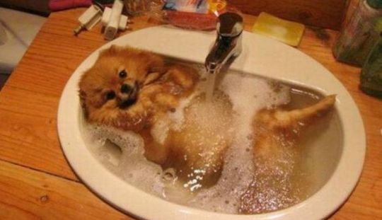 Afla cum se imbaiaza cateii