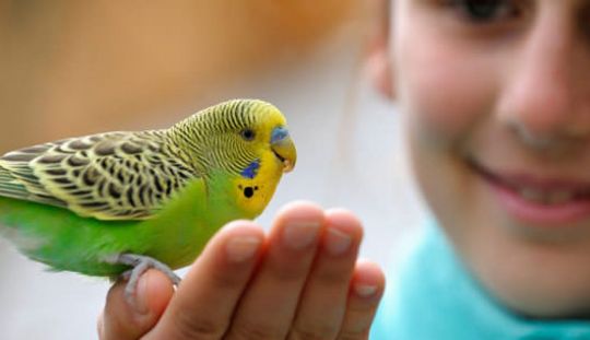 Cum pot fi dresate pasarile sa stea pe degetul unei persoane