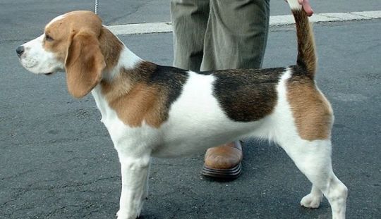 Cum poate fi dresat un caine din rasa Beagle sa nu schelalaie