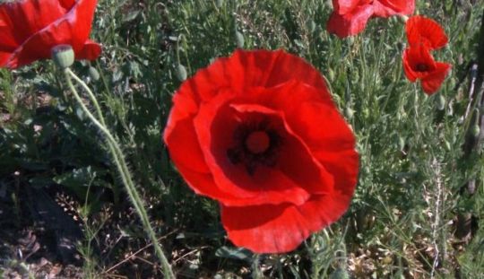 Cum se cultiva macul?