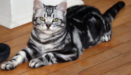 Cum sa oferi primul ajutor unei pisici care si-a rupt piciorul