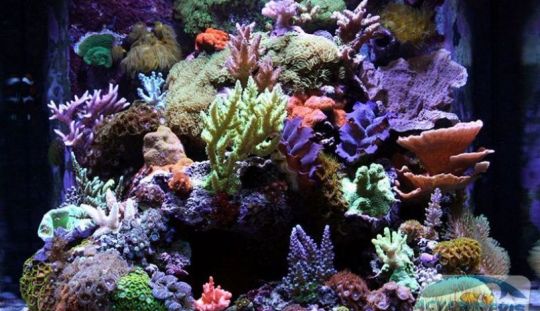 Cum sa dai o tenta tropicala unui acvariu pentru soparle 