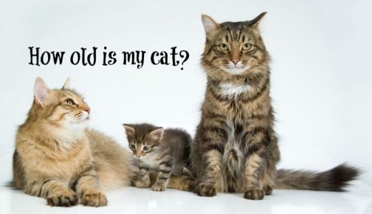 4 metode prin care poti afla varsta unei pisici