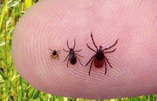 Metode de indepartare a capuselor 