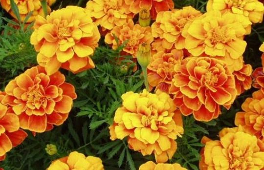 Cum sa te bucuri de culori naturale. 7 plante care infloresc tot anul