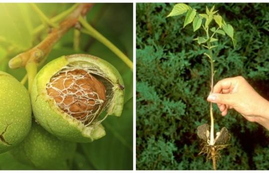 Cum sa plantezi un nuc