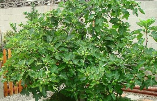 Cum sa plantezi un SMOCHIN