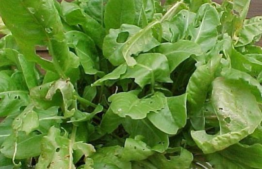 Cum te ajuta macrisul. Beneficii nebanuite!