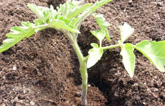 Cum sa pastrezi inaltimea rosiilor la un nivel optim