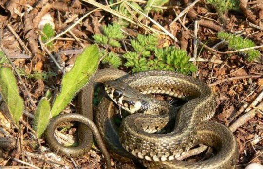 Cum sa alungi serpii de pe langa casa