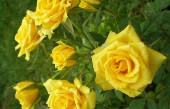 Cum sa cresti rezistenta trandafirilor. Trucul pe care nu ai voie sa il ratezi