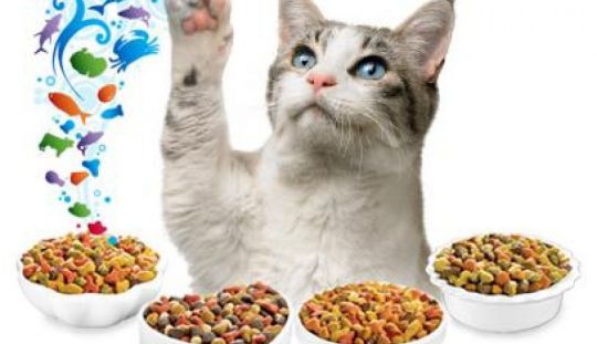 Cum sa alegi mancarea potrivita pentru pisica ta?