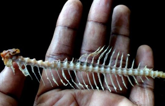 Cum sa actionezi daca iti ramane un OS de PESTE in GAT