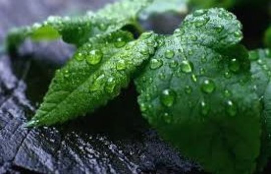 Cum sa pastrezi PROSPETIMEA frunzelor de MENTA