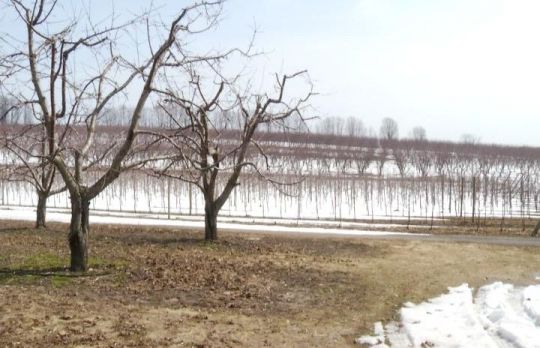 Cum sa ingrijesti POMII FRUCTIFERI in timpul SEZONULUI RECE