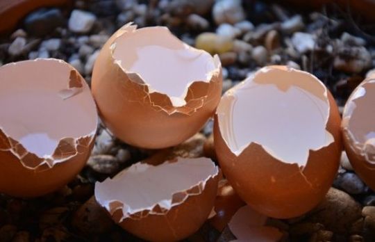 Cum si de ce sa consumi COJI de OUA