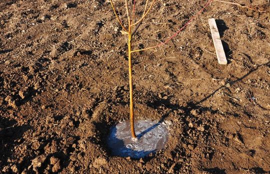 Cum sa plantezi POMI toamna