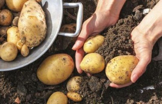 Cum sa pastrezi CARTOFII dupa recoltare