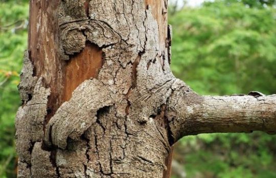 Cum sa salvezi un copac. Semnele care iti arata ca e bolnav