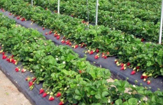 Cum sa cresti CAPSUNI in SOLARIU