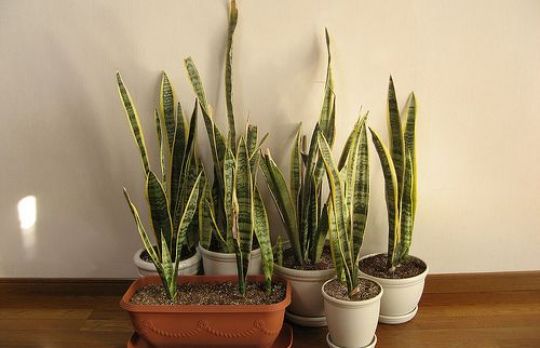 Cum sa  depasesti depresia de sezon. Te ajuta aceste plante