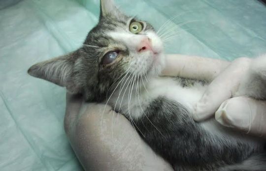 Ochii pisicii tale s-au albit? Du-o la veterinar. Sufera de...