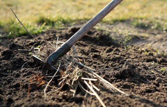 Cum sa ingrijesti GRADINA. Activitati specifice lunii februarie