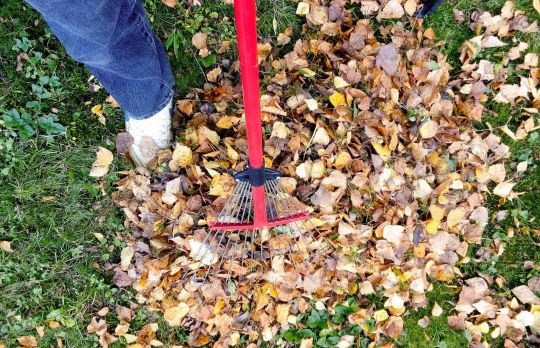 Cum sa ingrijesti GRADINA. Activitati specifice lunii NOIEMBRIE