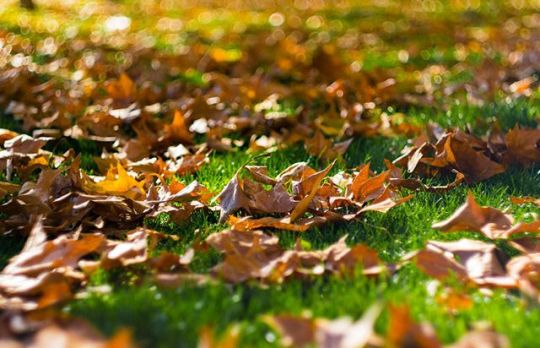 Activitati de toamna. Cum sa cureti gradina