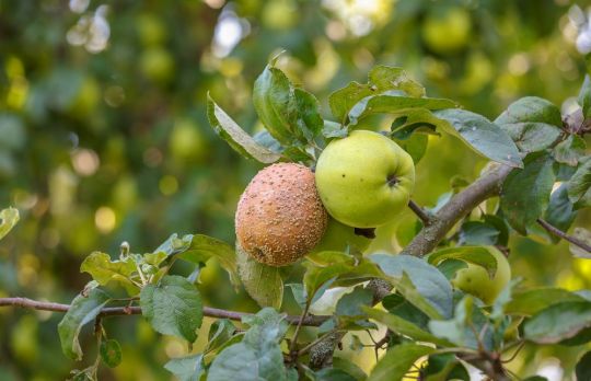 Care sunt bolile copacilor si cum sa le recunosti