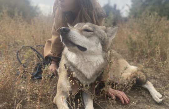 Cum sa cresti un...lup. Povestea emotionanta a lui Seryi, lupul domestic