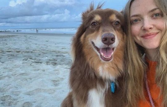 De ce ajunge cainele sa arate ca stapanul? Oamenii de stiinta au gasit raspunsurile