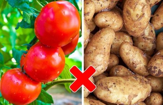 Legume care nu cresc bine impreuna