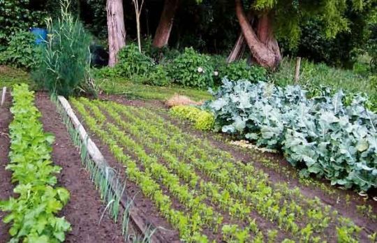 Cum sa ingrijesti GRADINA. Activitati specifice lunii IULIE