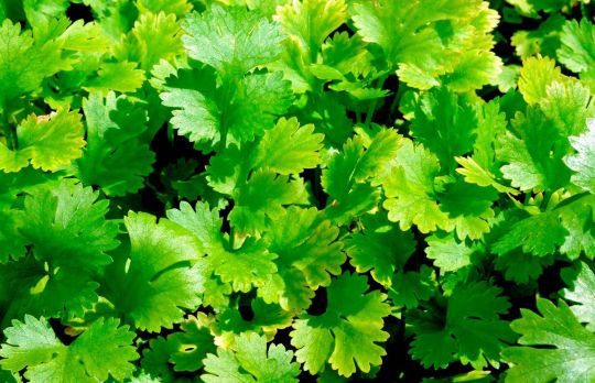 Cum sa tratezi bolile de pancreas. Remediu pe baza de coriandru