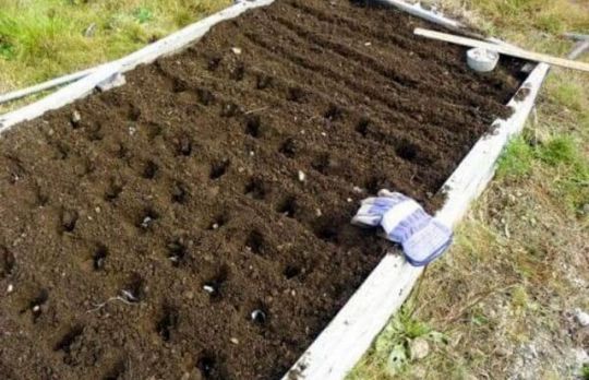 Cum sa cultivi usturoiul de toamna