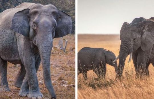 Cat dureaza sarcina in cazul acestor animale. Vei ramane surprins!