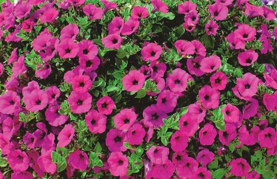 Cum sa pastrezi petunia peste iarna