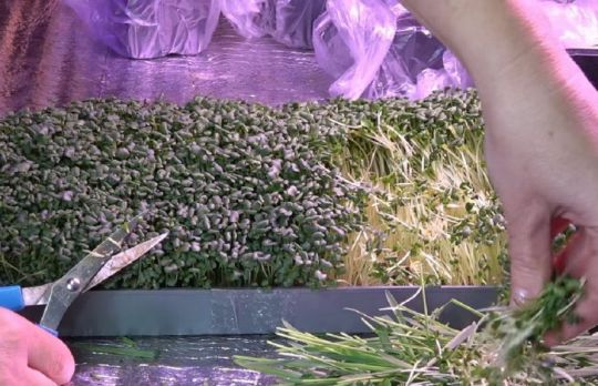 Cum sa cresti mustar(microverdeata) in casa