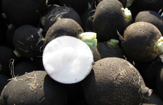 Ridichea neagra! Cel mai puternic antibiotic natural! Cine il poate consuma si cine nu