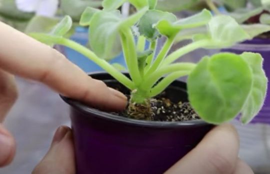 Cum sa revigorezi panselutele