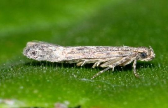 Cum sa combati molia miniera a tomatelor