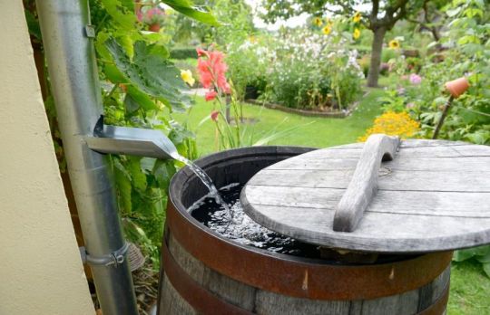 Cum sa folosesti apa de ploaie in gradina