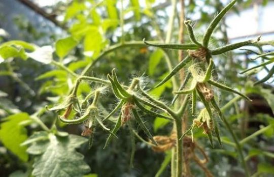 De ce cad florile de rosii si cum sa previi acest fenomen