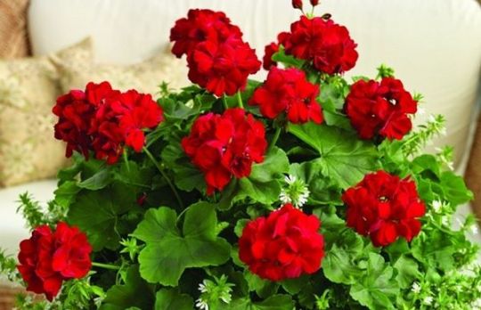 Cum sa ingrijesti muscata. Truc pentru inmultirea florilor