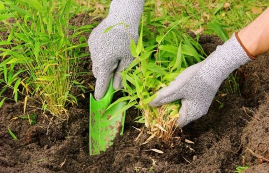 Cum sa cultivi bambus