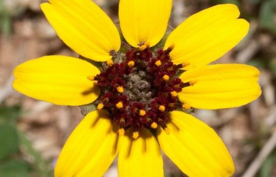 Sfaturi pentru o gradina de basm. Plante care infloresc noaptea