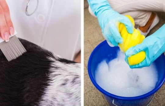 Cum sa aperi animalul de companie de purici. Aceste metode nu dau gres